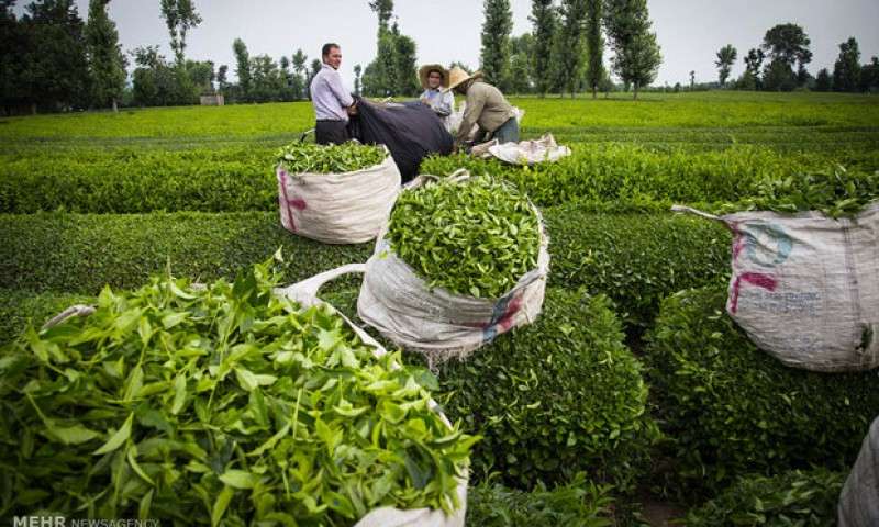 آغازچین دوم برگ سبز چای ایرانی + عکس