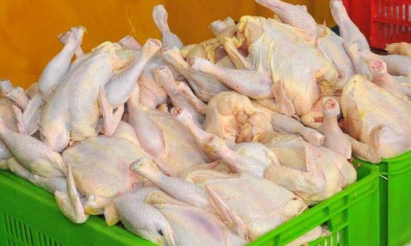 صادرات مرغ از نفس افتاد