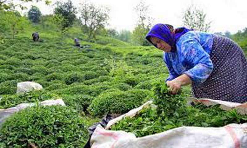 برداشت چین سوم چای در شمال ایران