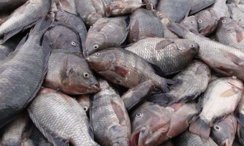واردات ماهی تیلاپیا ممنوع شد