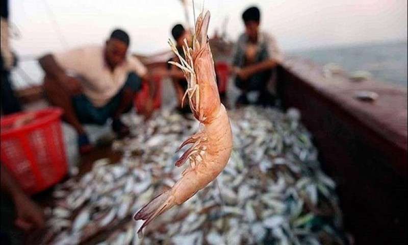 ممنوعیت صید میگو در آبهای خلیج فارس