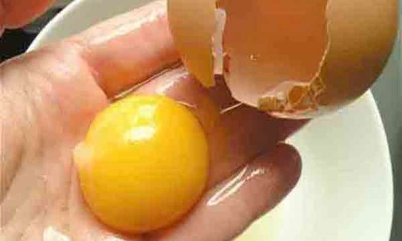واردات 77 تن پودر زرده تخم مرغ در کمتر از یک سال