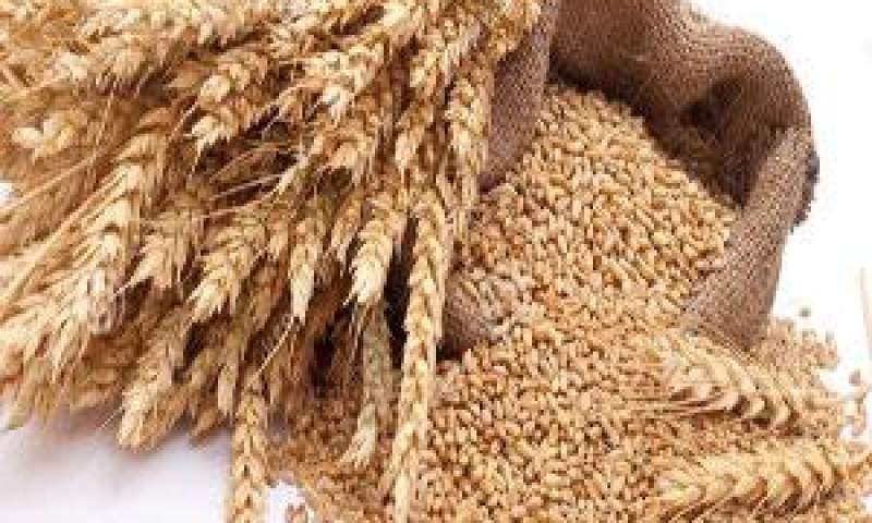 هزینه تولید ۱ کیلو گندم چقدر است؟