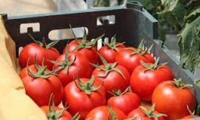 حذف عوارض صادراتی گوجه فرنگی زراعی از ۱۵ بهمن